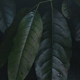 Carbon Footprint Tracking icon