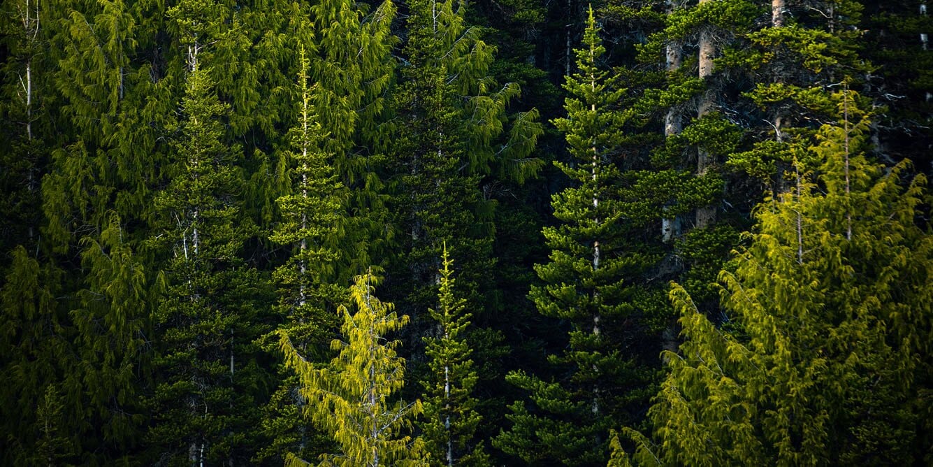 Forest full of trees from above