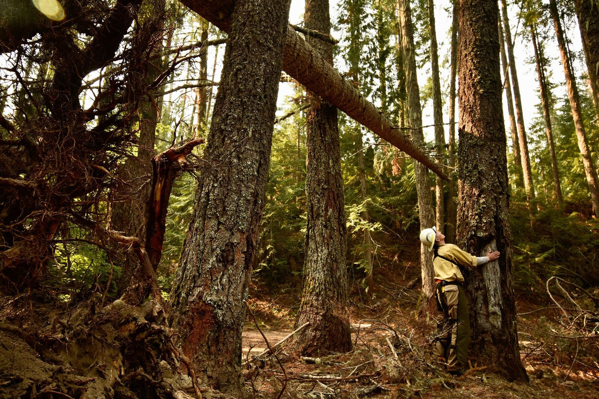 Forest service worker assessing large tree