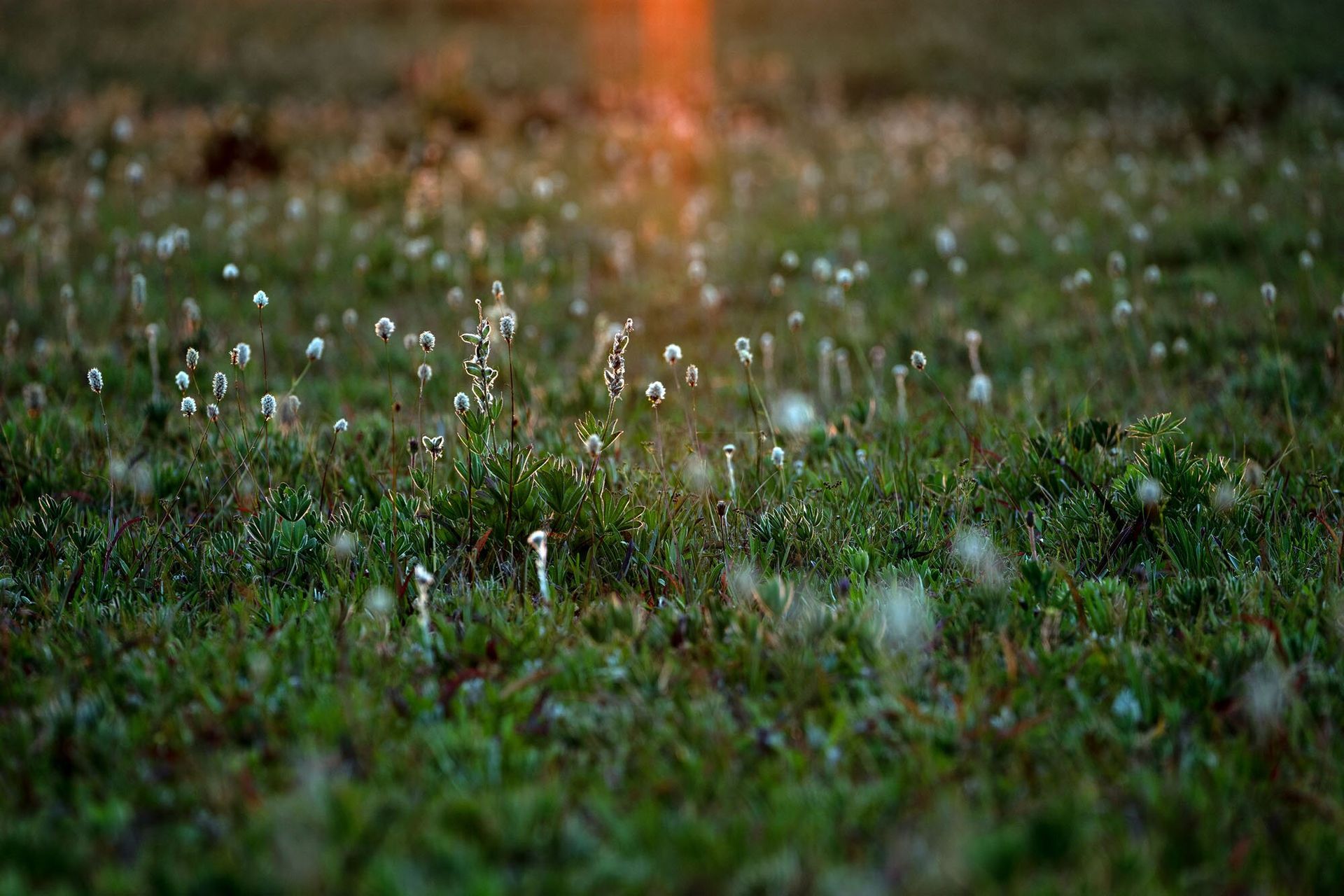 Grass lit up in sunset big