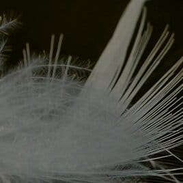 Responsible Down Standard  icon