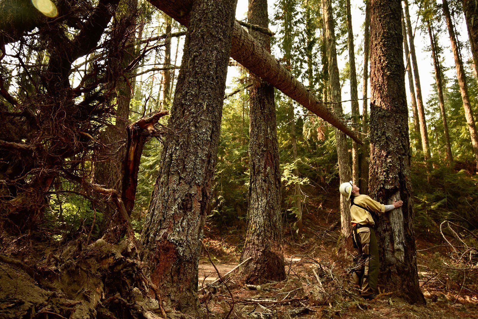Wilderness ranger preparing to fell tree